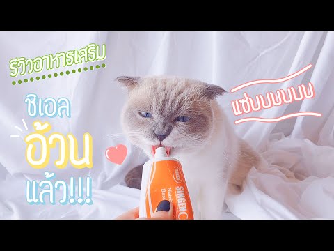 รีวิวอาหารเสริมสำหรับน้องแมว | ชิเอลแมวมึน