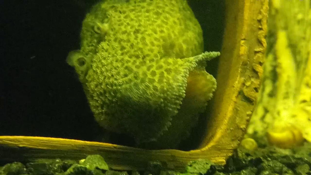 Pseudacanthicus cf_leopardus (L114). Подойдем поближе！