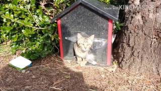 【地域猫】猫語翻訳アプリであの公園一豪華な猫ハウス行ってきた。
