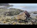 Gorgeous Chalcedony Agate on the Coast! | Oregon Coast Rockhounding