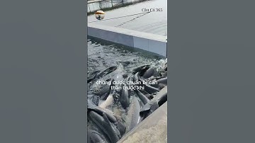 Những Con Cá Siêu To # #fishing #amazing #cauca365 #short