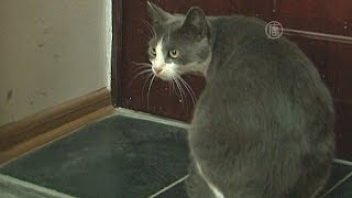 Кот-наркокурьер пойман с поличным (новости) Кот-наркокурьер пойман с поличным (новости)