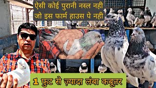 पुराने ज़माने में इतने लंबे हुआ करते थे कबूतर । Only Pure Old Breed Pigeons Of SYED SAHAB