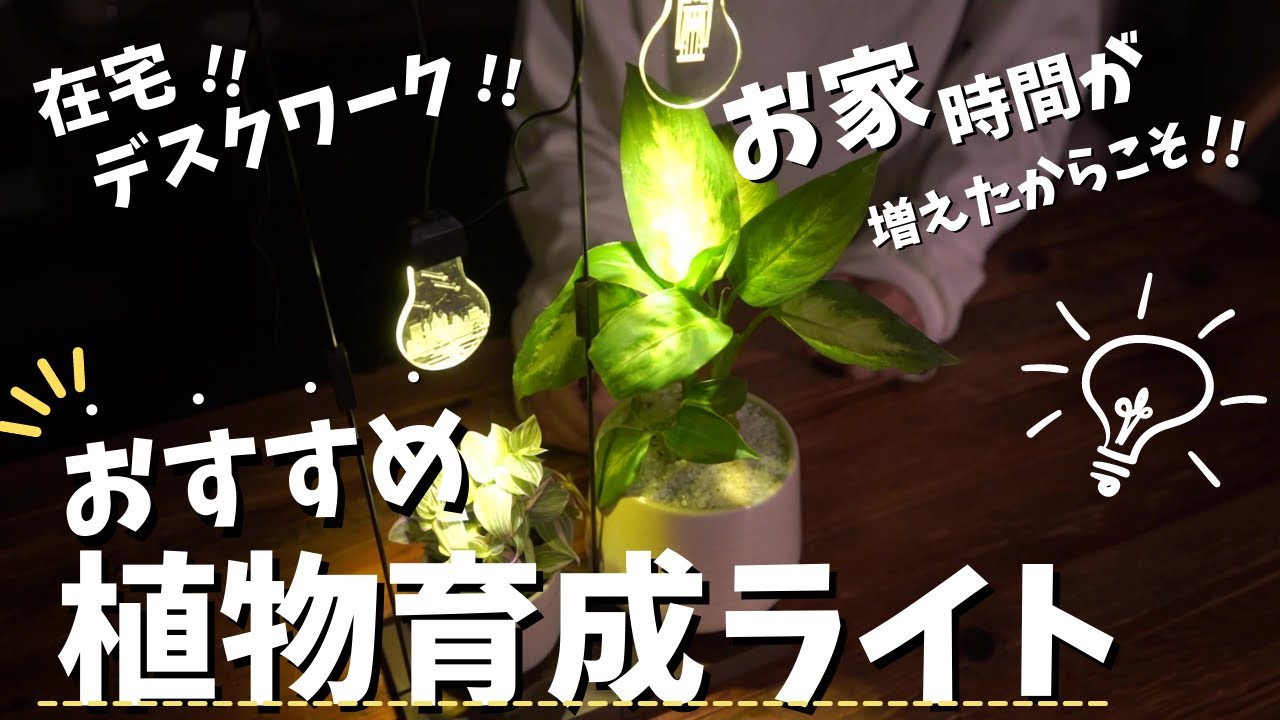 植物育成ライトの上手な使い方とその効果 正しく使って上手に植物を育てよう Youtube