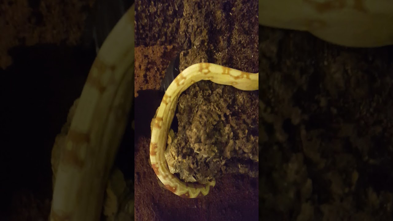 Boa constrictor Sharp albino
