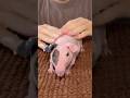 How To Grease Your Guinea Pig #goodtoknow #vet #medicine #funfacts #lifehacks #educational #hacks