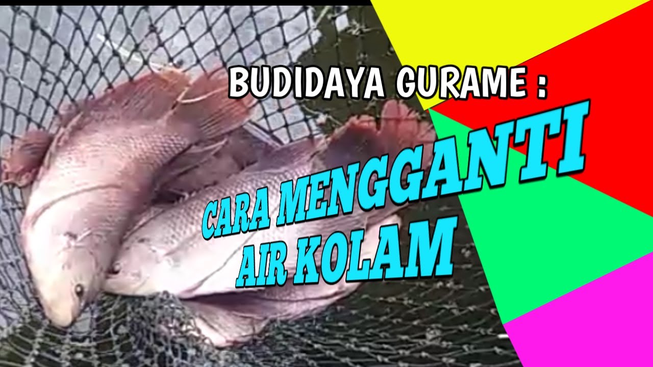 BUDIDAYA GURAME || Trik Menguras Dan Mengganti Air Kolam Semen 