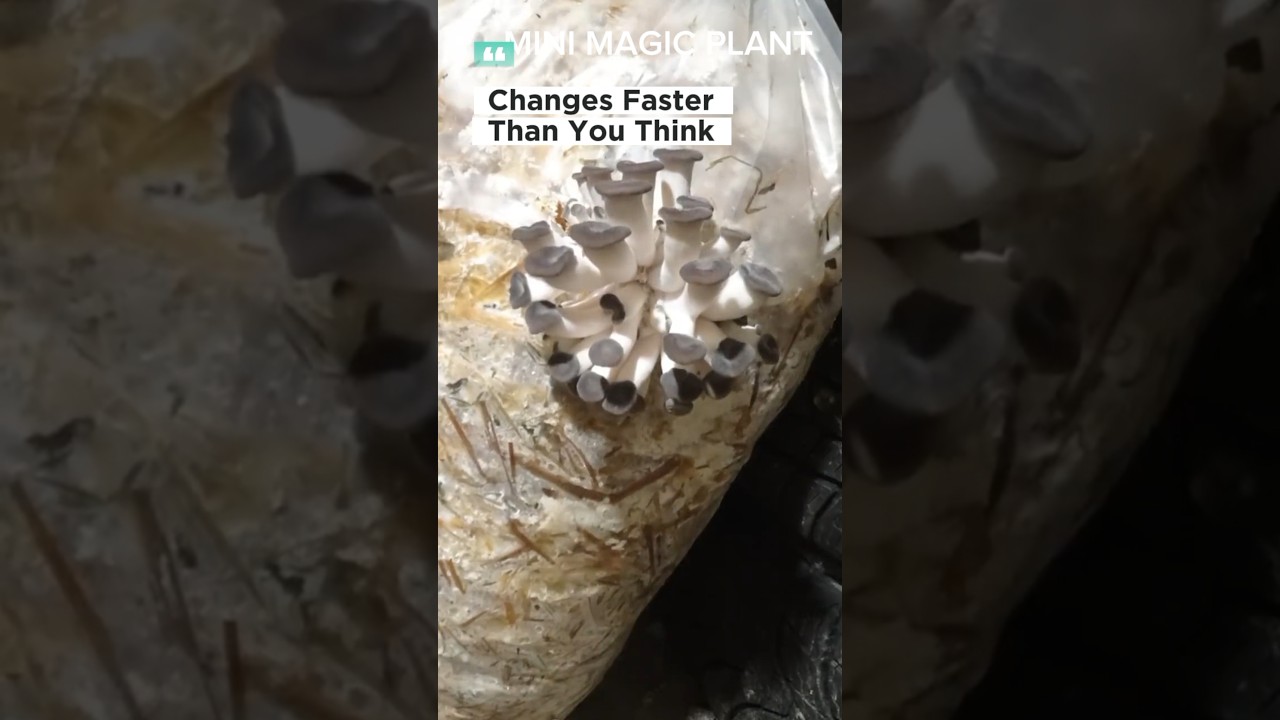 In Just Seconds, This Mushroom Changes||TimeLapse