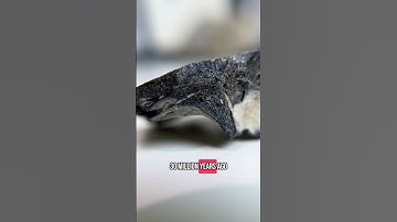 What does a paleontologist have in his collection? Sea turtle skull! 🐢  #fossils