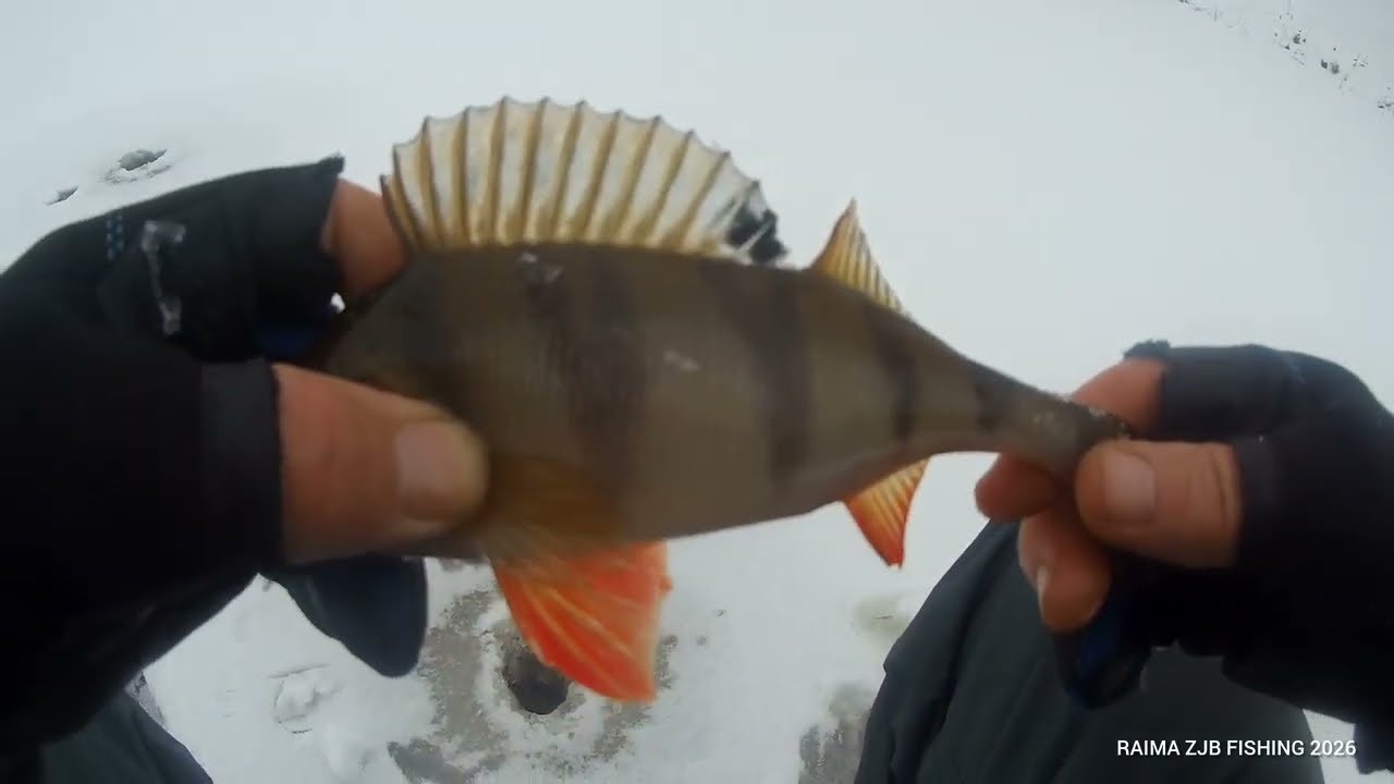 NEVĖŽIS / PIRMAS (NE)SAUGUS LEDAS / (N-18)0