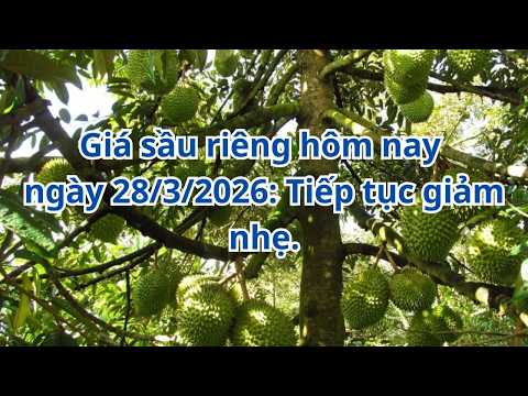 Giá sầu riêng hôm nay ngày 28/3/2026: Tiếp tục giảm nhẹ.