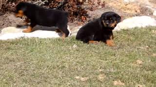 Rottweiler Puppies for Sale