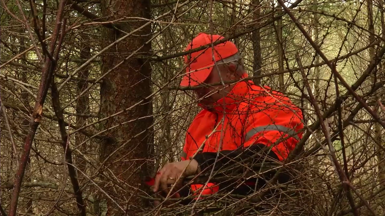 Tvillingarna satsar på skötselfritt skogsbruk med lärk
