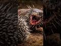 Komodo Dragon Makes a Deadly Mistake | Porcupine Fights Back
