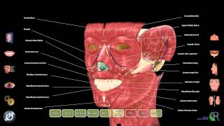Visage UI