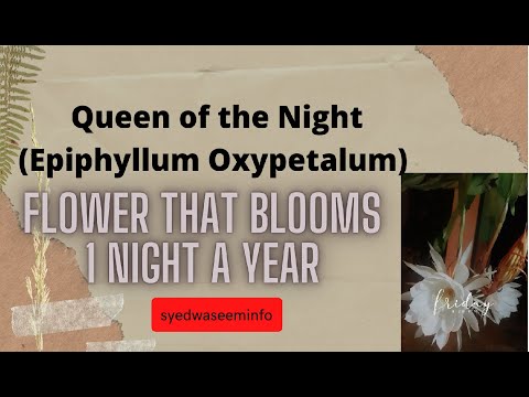 Queen Of The Night 2020 Ll Flower That Blooms 1 Night A Year Syedwaseminfo.