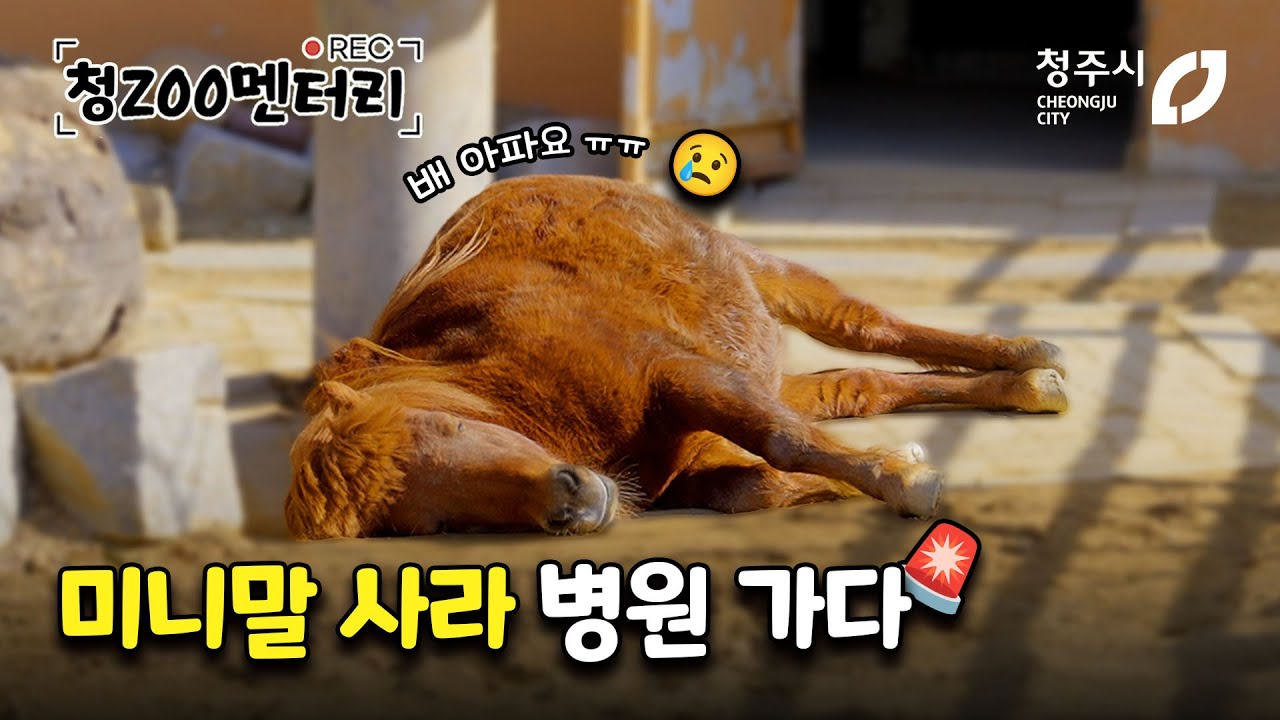 청주동물원 미니말 사라 다이어트 시작! & 사자 바람이 구름이 근황