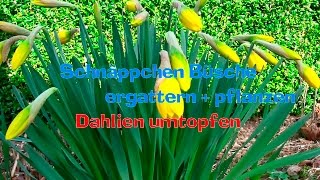 Schnäppchen Büsche ergattern + pflanzen, Dahlien umtopfen (Gärtnern ganz einfach) Film 45 Schnäppchen Büsche ergattern + pflanzen, Dahlien umtopfen (Gärtnern ganz einfach) Film 45
