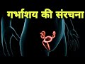         uterus anatomy in hindi