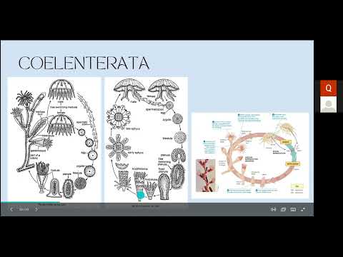 Video: Adakah semua triploblastik bilateria?