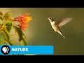 Unique Characteristics of Hummingbirds