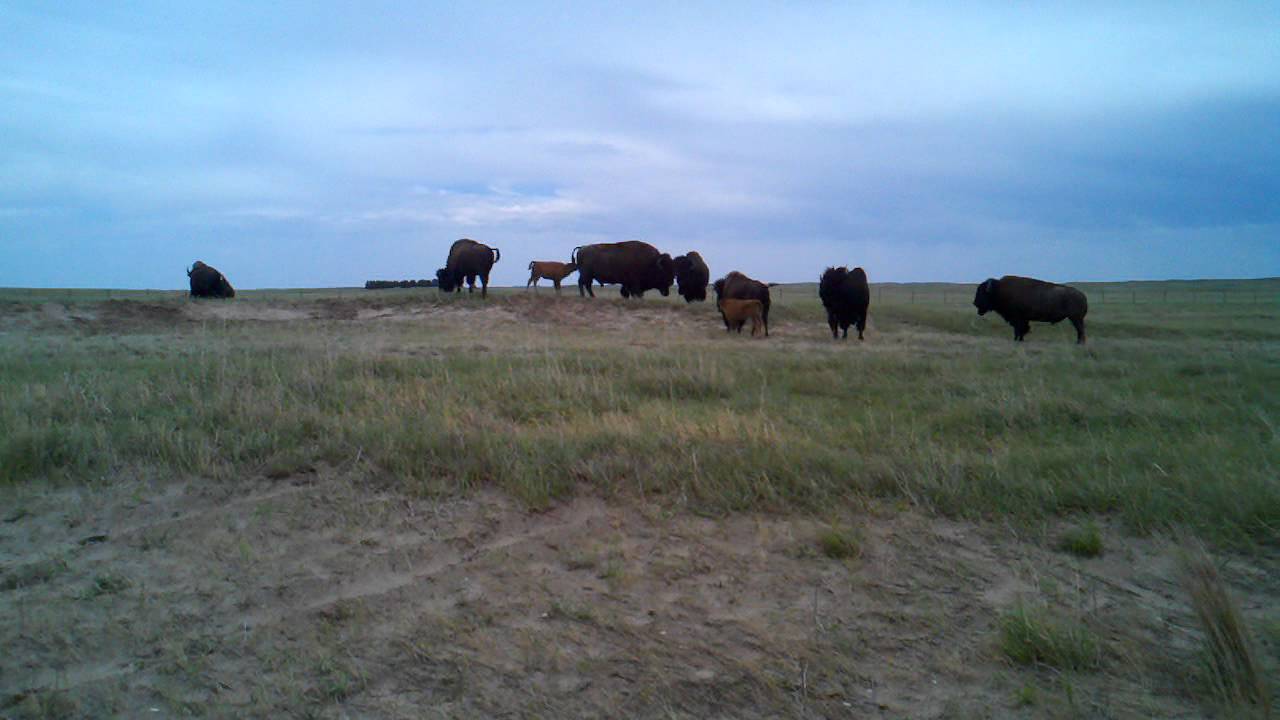 roaming buffaloes travel