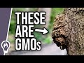 Tree tumours are GMOs but they're not made by humans