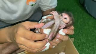 Rescue Newborn Baby Monkey From A Local Farm