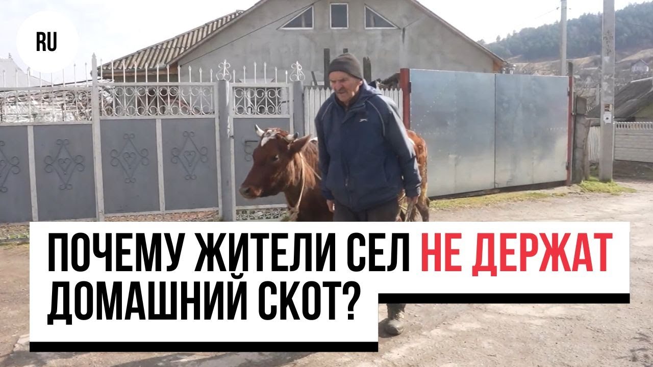 Почему жители сел Молдовы не держат домашний скот? Жители сел: «Люди уже не такие трудолюбивые»
