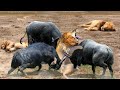 仲間を救うため、野生の水牛が力を合わせて凶暴なライオンの群れに反撃する