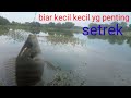 mancing nila di sore hari masih ada rejeki 👍