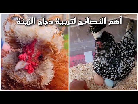 تربية دجاج الزينة