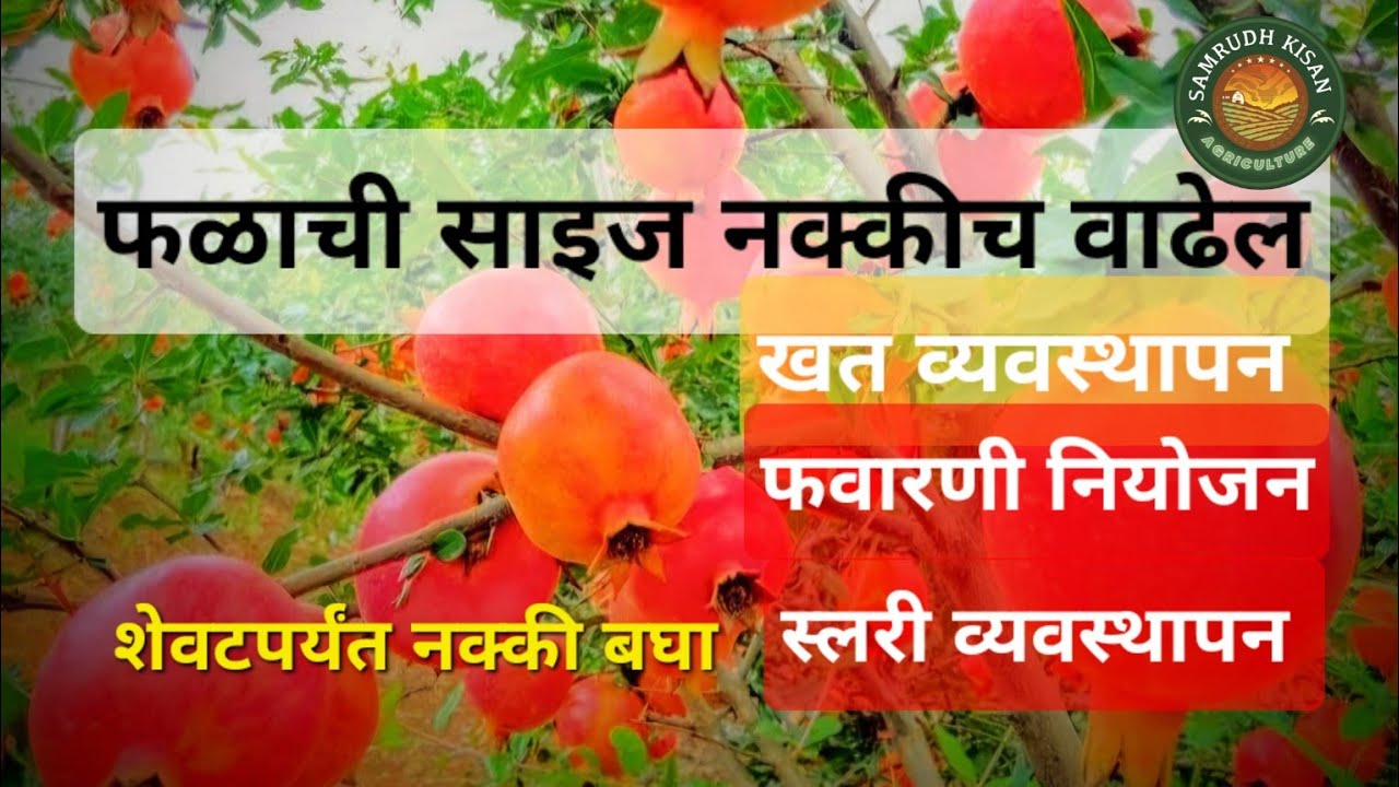 डाळिंब साइज वाढवायची तर हे नियोजन नक्की करा.l dalimb size #quality #dalimb #डाळिंब #बागायतदार #शेती