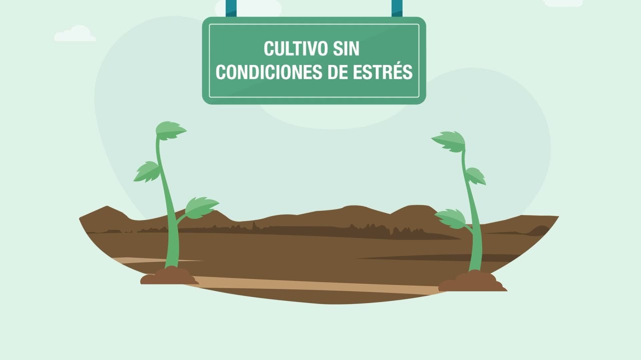 Video Phylgreen   Primeactive