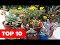 TOP 10 SUCULENTAS FLOR #mitopflor