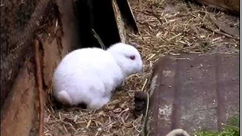 Inbreeding Rabbits