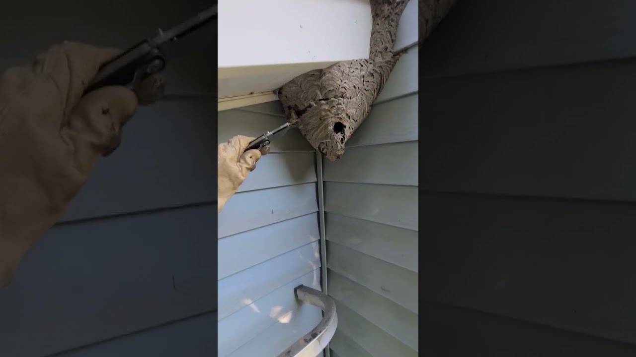 Hornets Nest