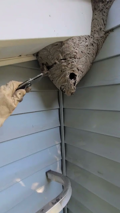 Download lagu Hornets nest