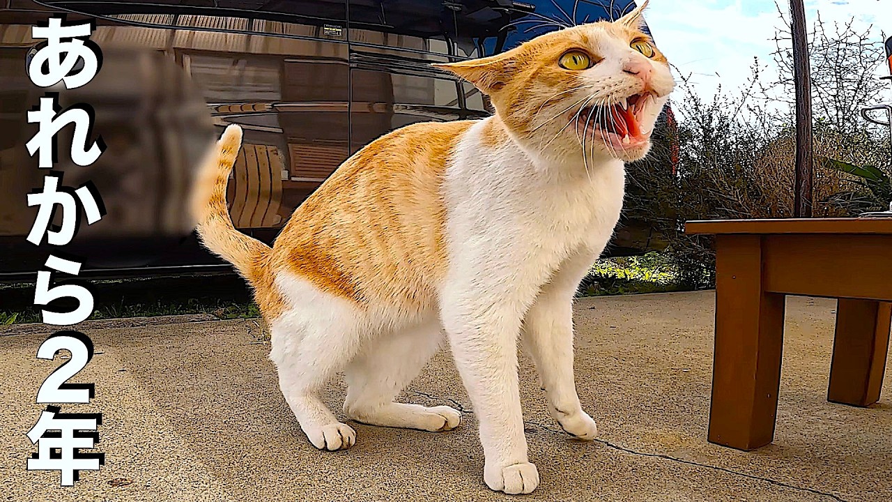 kitty様❾❸-Ⅱ 11月分 The Stray Cat Who Changed Our Life: 2-Year Story - YouTube