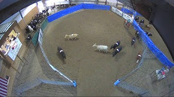 Big Sky Ranch Sorting Saddle Series #4 - #7 SORT - Round #1 - Ride #23