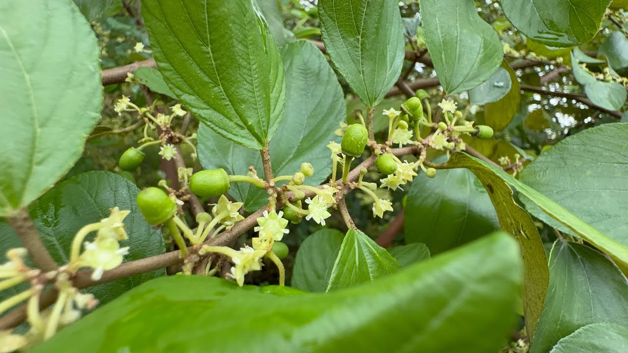 Chăm sóc táo trong giai đoạn chuẩn bị đậu quả cho tỷ lệ đậu  quả cao và￼ sau đậu quả