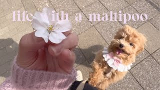 Life with a Maltipoo  a spring vlog  | Living in Japan