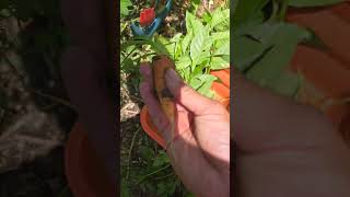 adding carrot to harvest #carrot #strawberry #harvest #gardening #gardeninspo #plants #viral #shorts