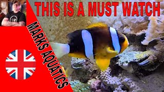 My Clownfish Breeding. A must watch