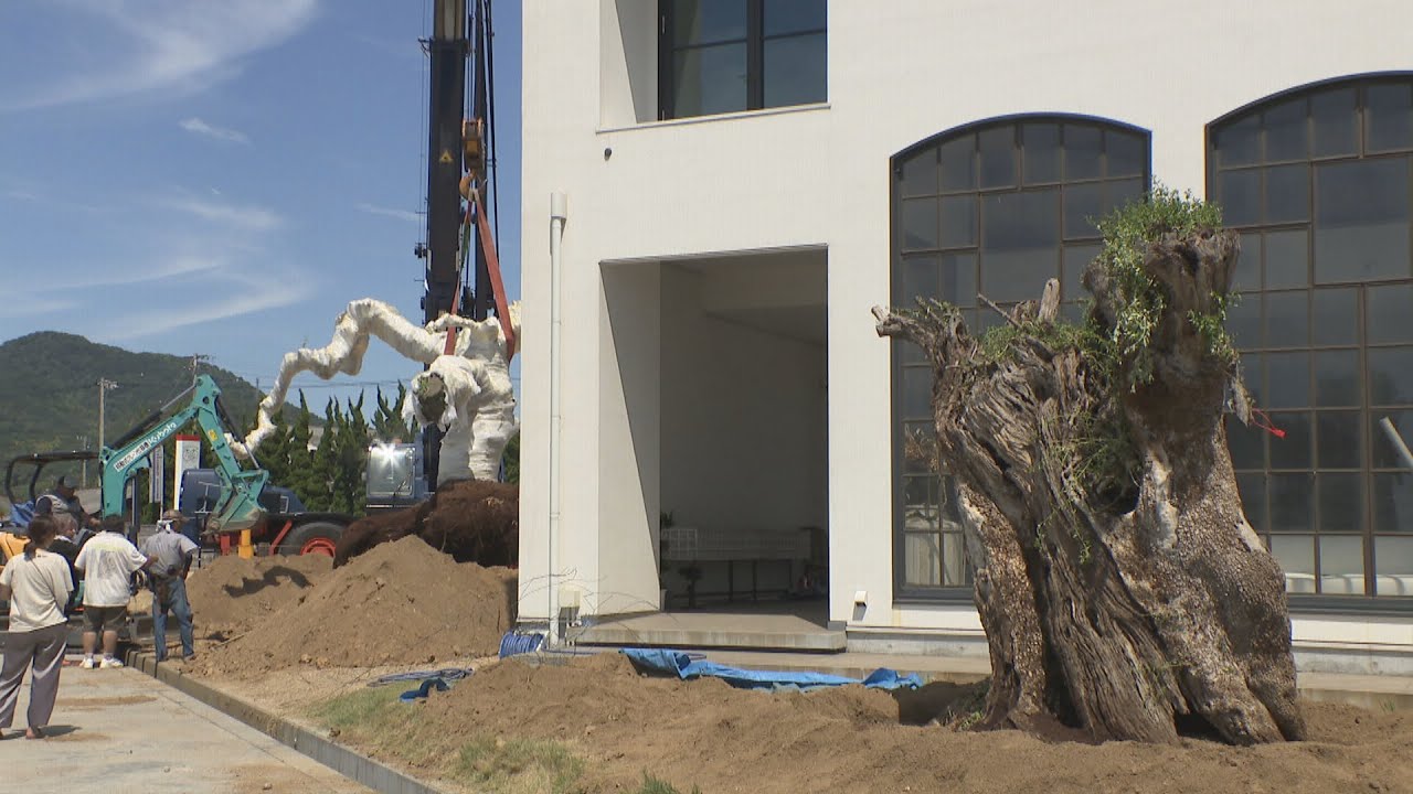 父母ヶ浜に1棟貸しのホテルが建設中　樹齢2000年ほどのオリーブの巨木がシンボル　香川・三豊市