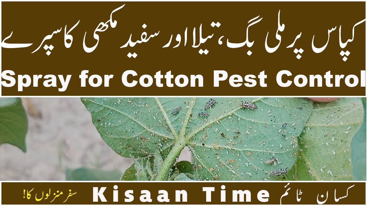 Cotton spray for pesticides in Pakistan Sufaid makhi Mealy bugs Control دفیدمکھیkisaan timeکسان ٹائم
