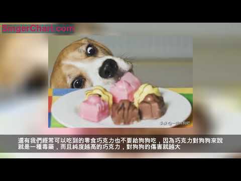 不管狗狗有多餓，這5種食物都別給它吃！