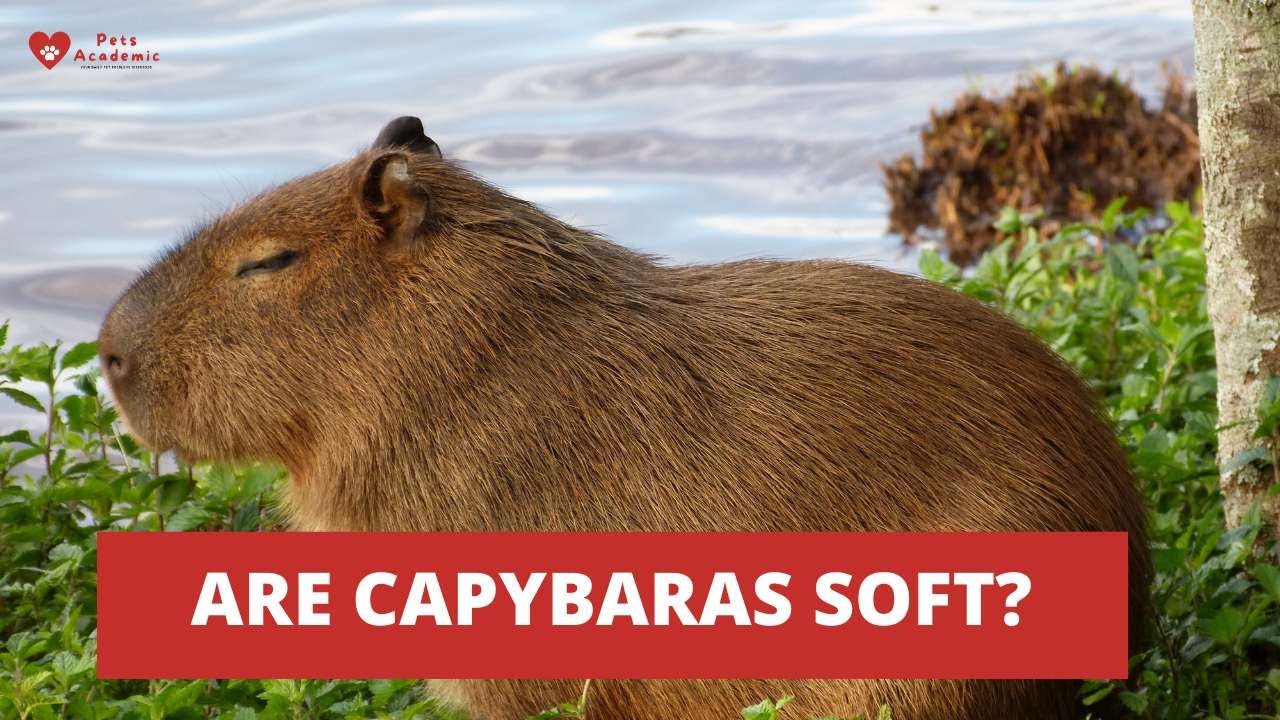 Are Capybaras Soft? Discover the Truth About Their Fur