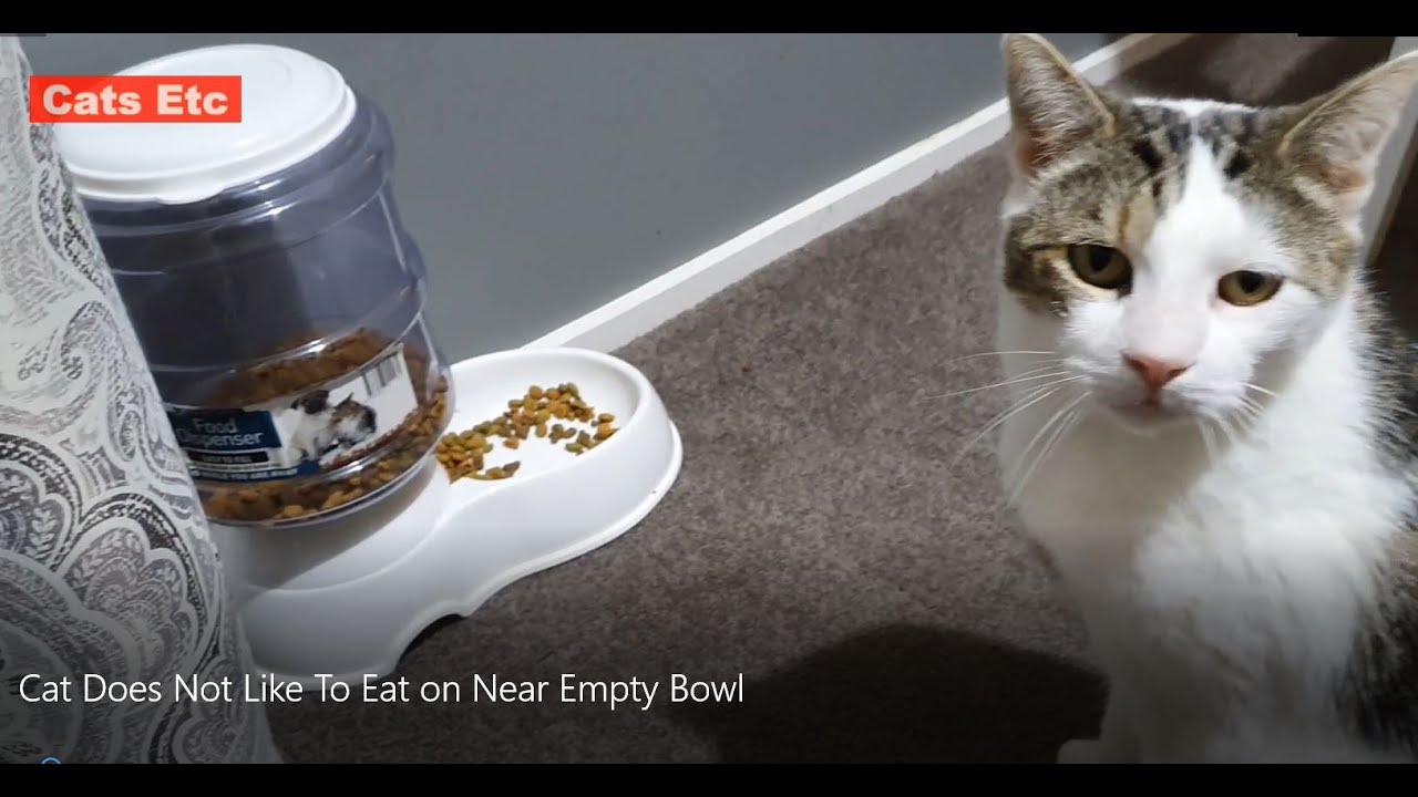 Cat says the food bowl is empty YouTube