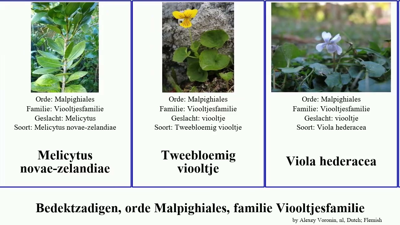 Bedektzadigen, orde Malpighiales, familie Viooltjesfamilie angiosperms chinees hederacea Viola